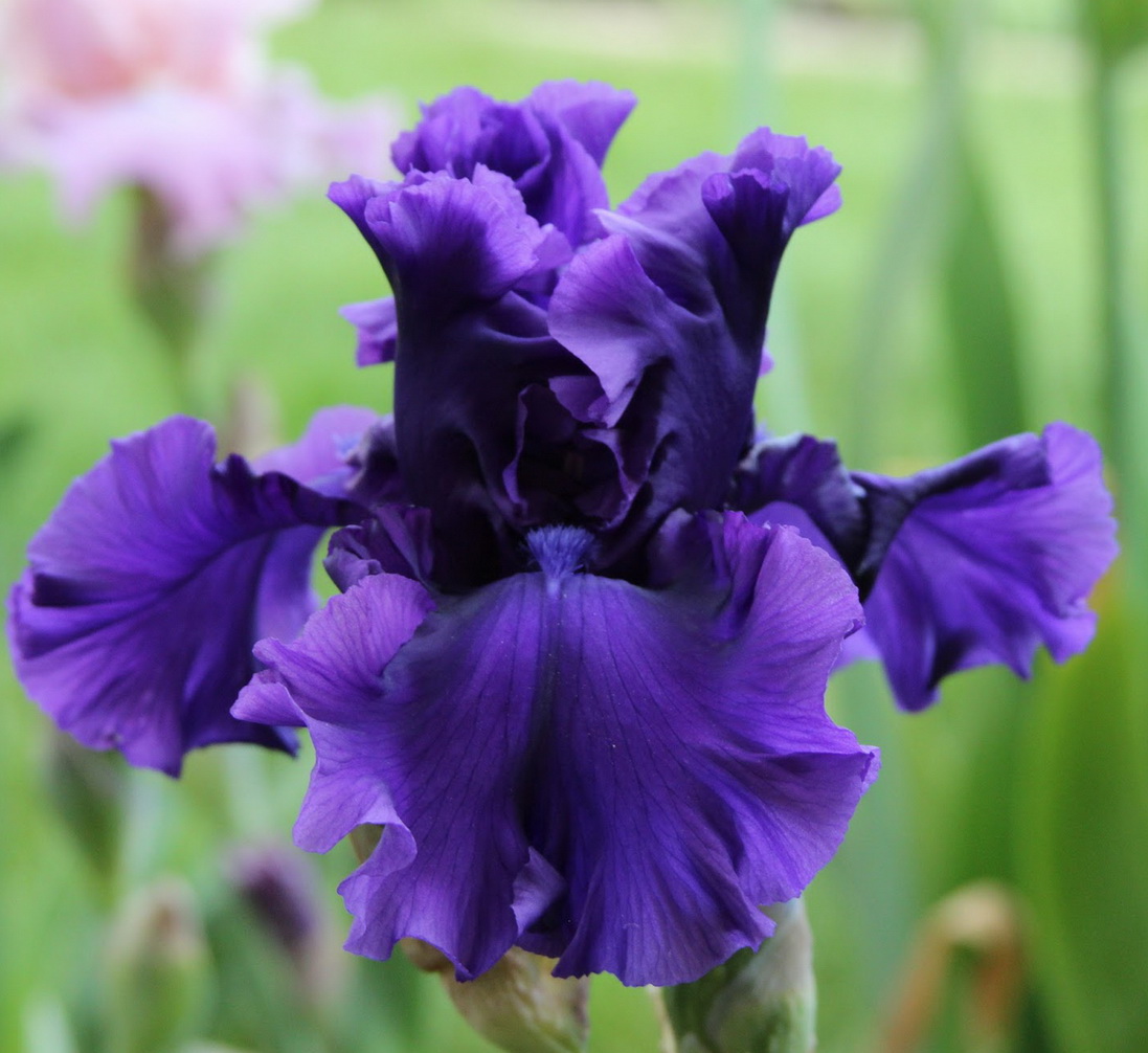 PURPLE RITZ